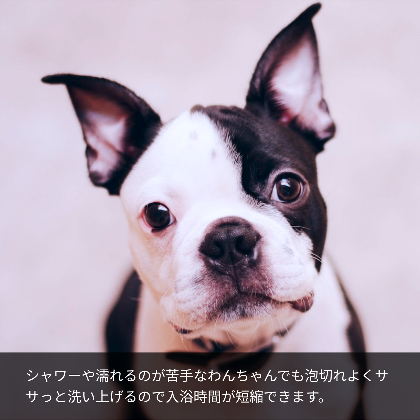 【犬猫ペット用】国産オーガニック植物石鹸シャンプー (匂いが気になる子向け) 150ml