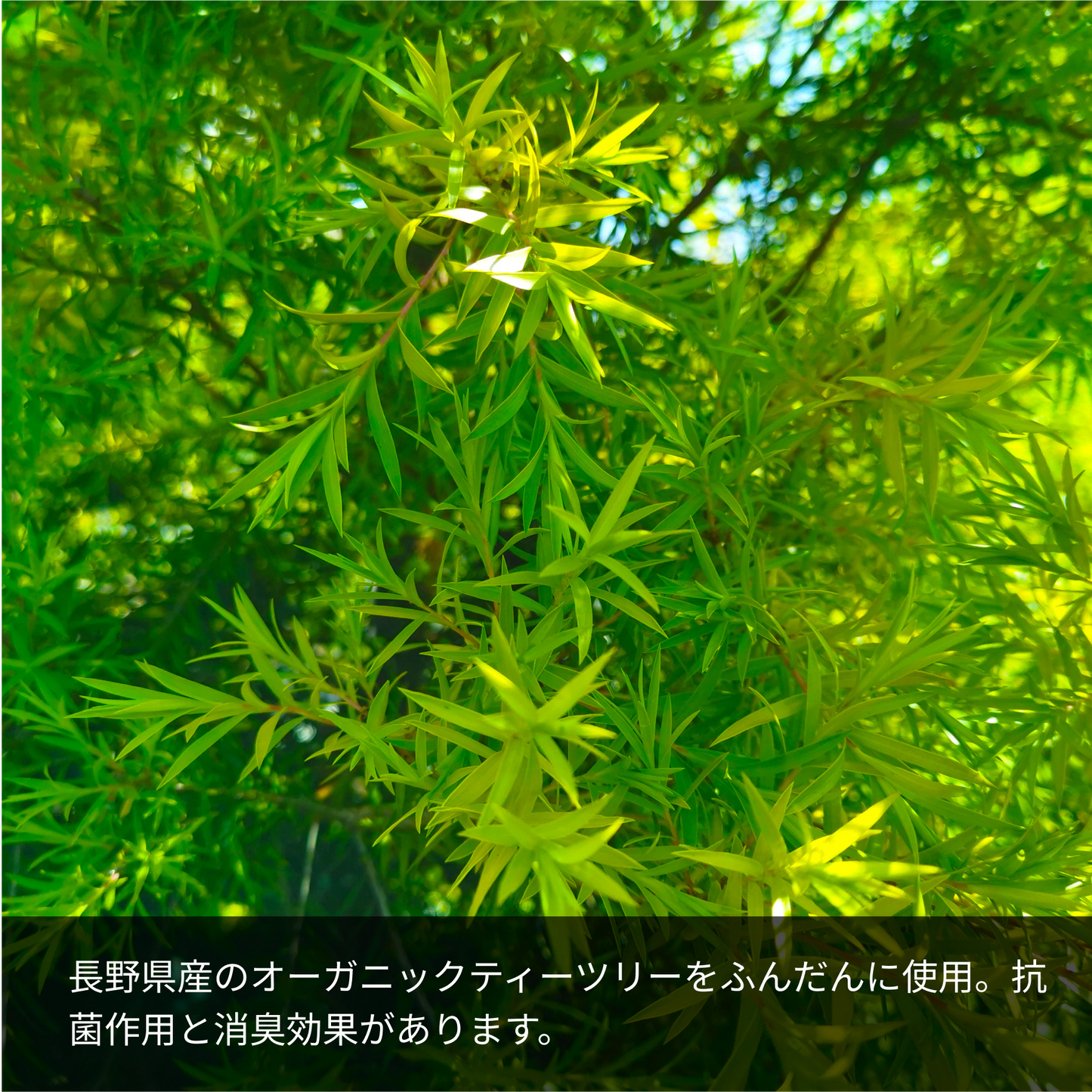 LARU/LARU(ラルラル)の【犬猫ペット用】国産オーガニック植物石鹸シャンプー (匂いが気になる子向け)は、長野県産のオーガニックティーツリーをふんだんに使用。抗菌作用と消臭効果があります。