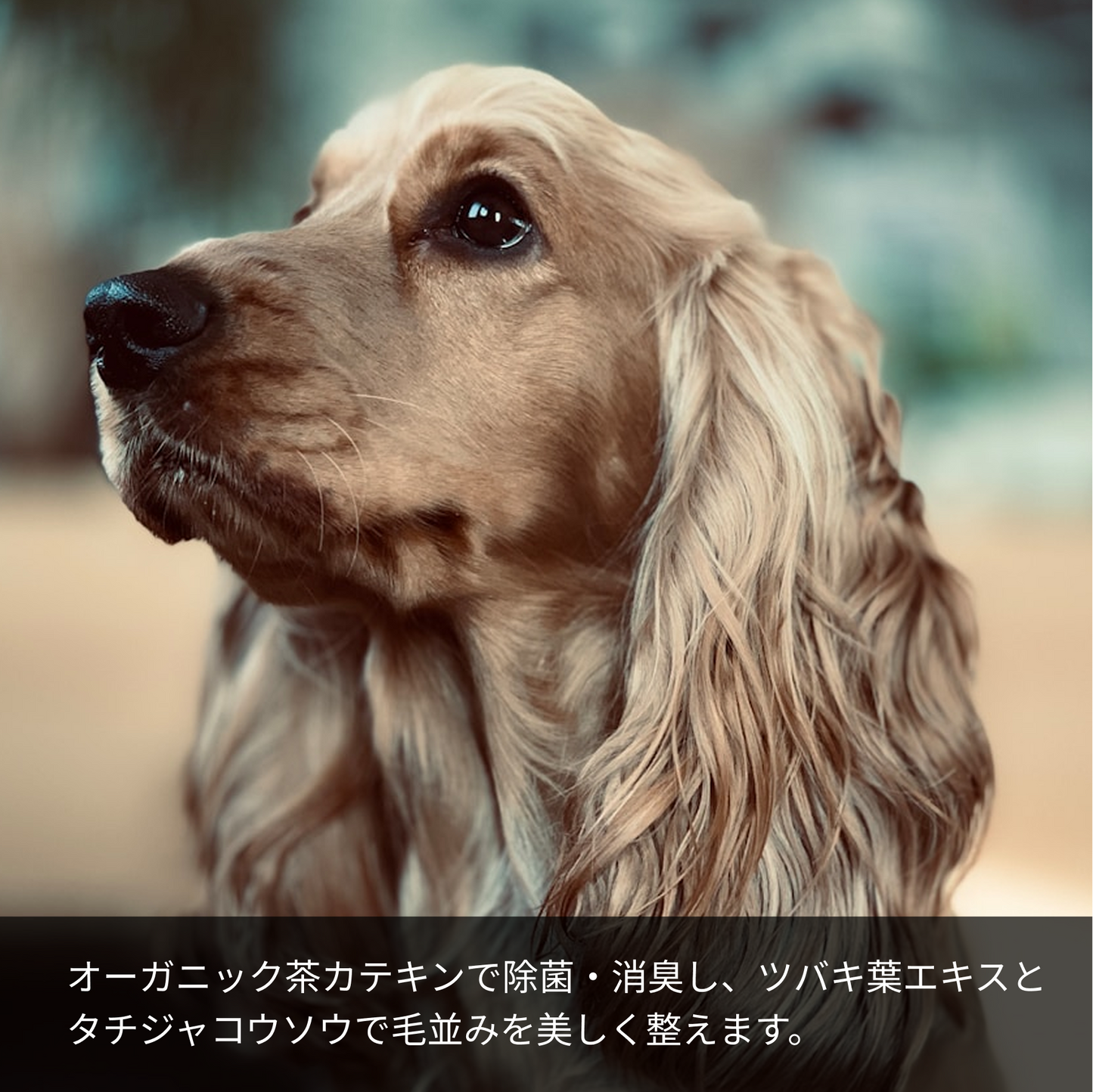 オーガニック茶カテキンで除菌・消臭し、ツバキ葉エキスとタチジャコウソウで毛並みを美しく整えます。
