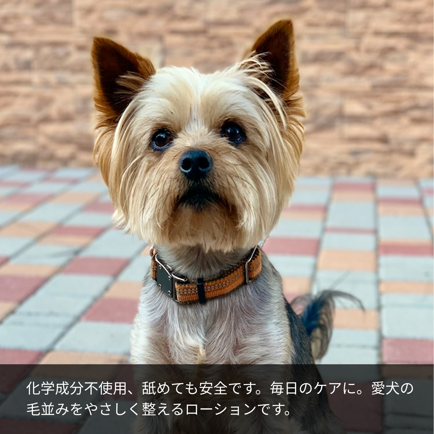 化学成分不使用、舐めても安全です。毎日のケアに。愛犬の毛並みをやさしく整えるローションです。