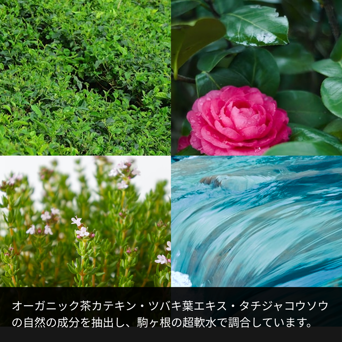 オーガニック茶カテキン・ツバキ葉エキス・タチジャコウソウの自然の成分を抽出し、駒ヶ根の超軟水で調合しています。