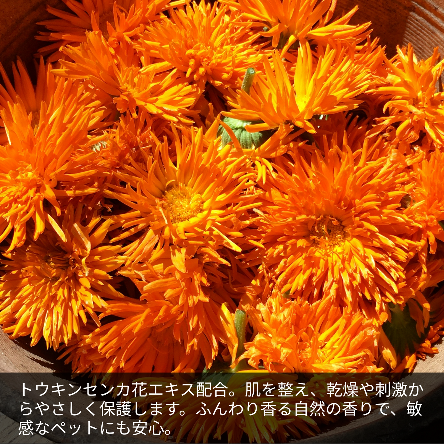 LARU/LARU(ラルラル)の犬用ハーブソープは、トウキセンカ花エキス(カレンデュラ)配合。美容成分が肌を整え感想や刺激から優しく保護します。ふんわり香るさわやかな自然の香りです。敏感なペットにも安心してご使用いただけます。