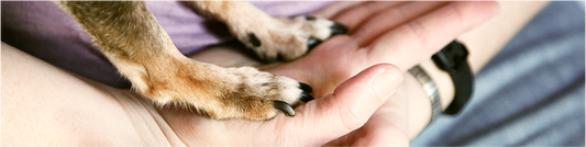 愛犬・愛猫を清潔に保つ水なしOKハーブソープ【散歩の後や、老犬・老猫の介護にも】