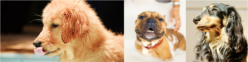 【愛犬におすすめのシャンプーは？】敏感肌・フケに悩む愛犬へ。自然派シャンプー選び方とプロの洗い方