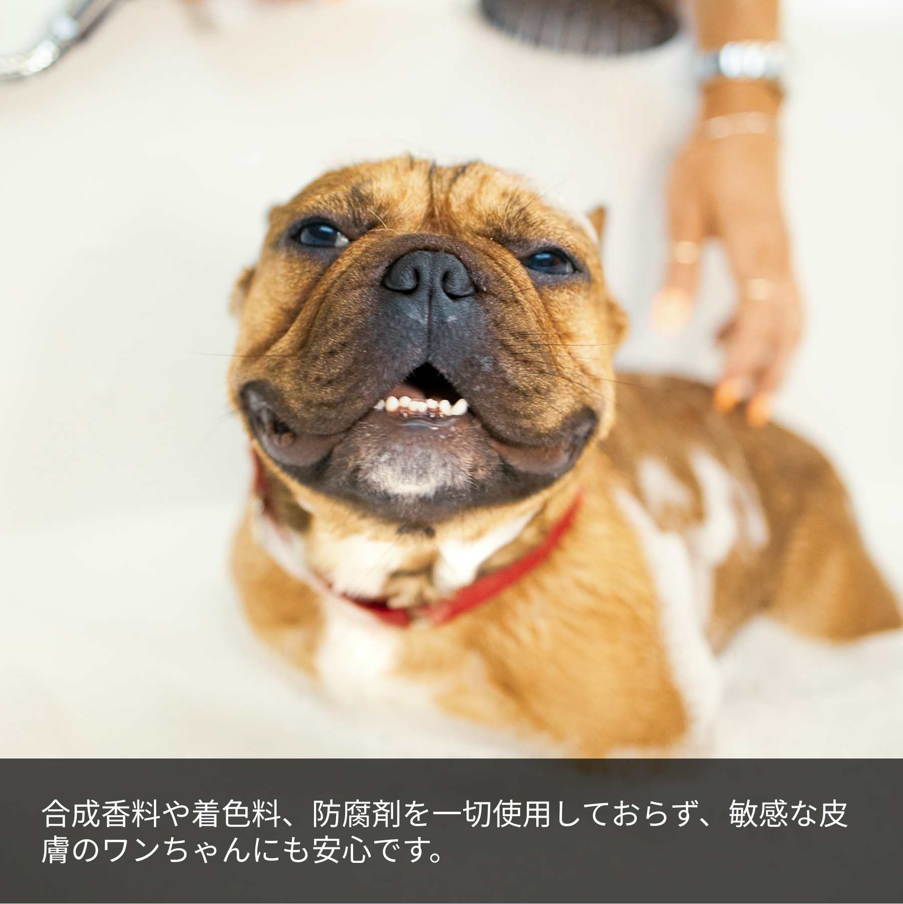 合成香料や着色料、防腐剤を一切使用しておらず、敏感な皮膚のワンちゃんにも安心です。