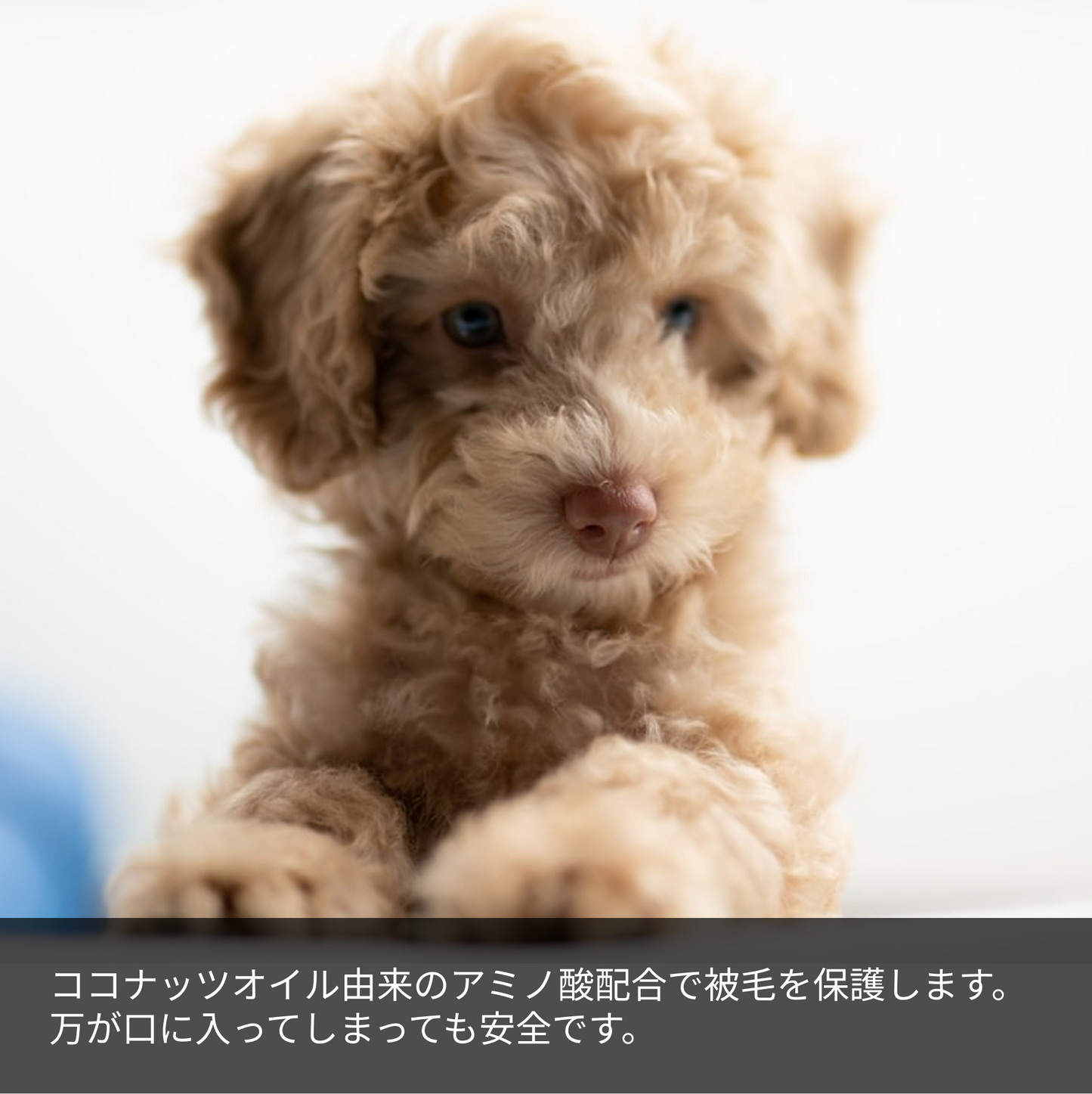 ココナッツオイル由来のアミノ酸配合で被毛を保護します。
万が口に入ってしまっても安全です。