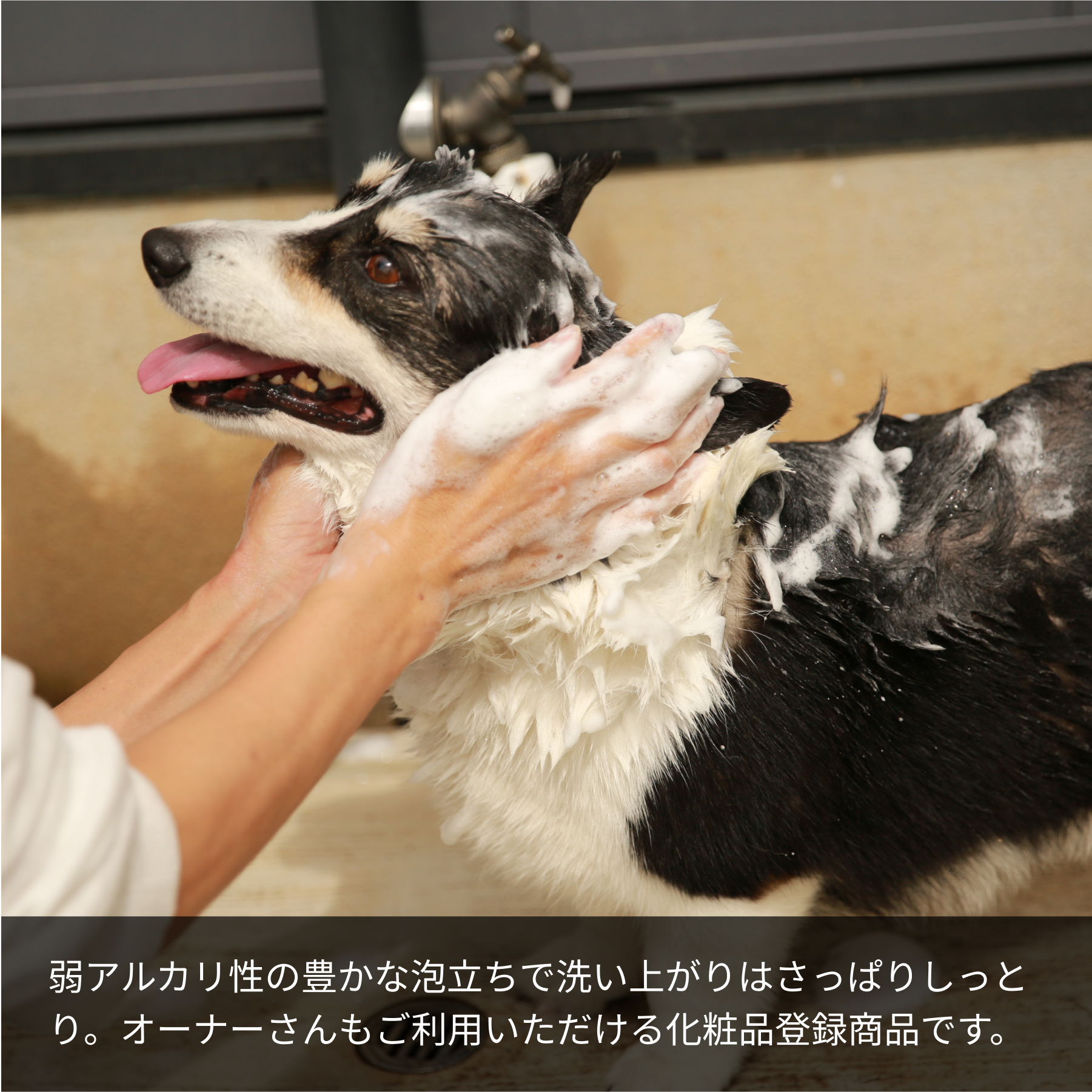 LARU/LARU（ラルラル）の【犬猫ペット用】国産オーガニック植物石鹸シャンプー (匂いが気になる子向け)は、弱アルカリ性の豊かな泡立ちで洗い上がりはさっぱりしっとり。オーナーさんもご利用いただける化粧品登録商品です。