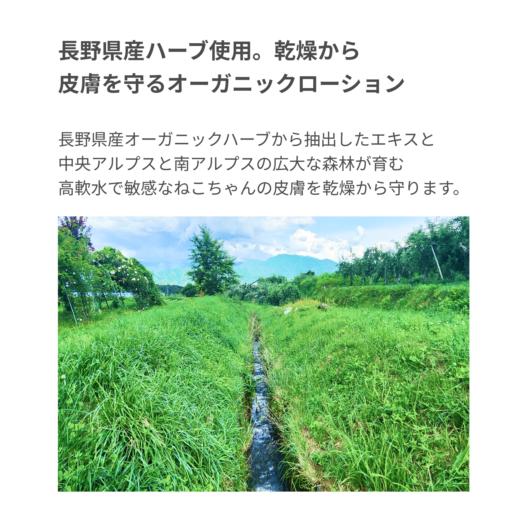 LARU/LARU（ラルラル）の猫用スキンローションは、長野県産ハーブ使用。乾燥から
皮膚を守るオーガニックローション
長野県産オーガニックハーブから抽出したエキスと
中央アルプスと南アルプスの広大な森林が育む
高軟水で敏感なワンちゃんの皮膚を乾燥から守ります。