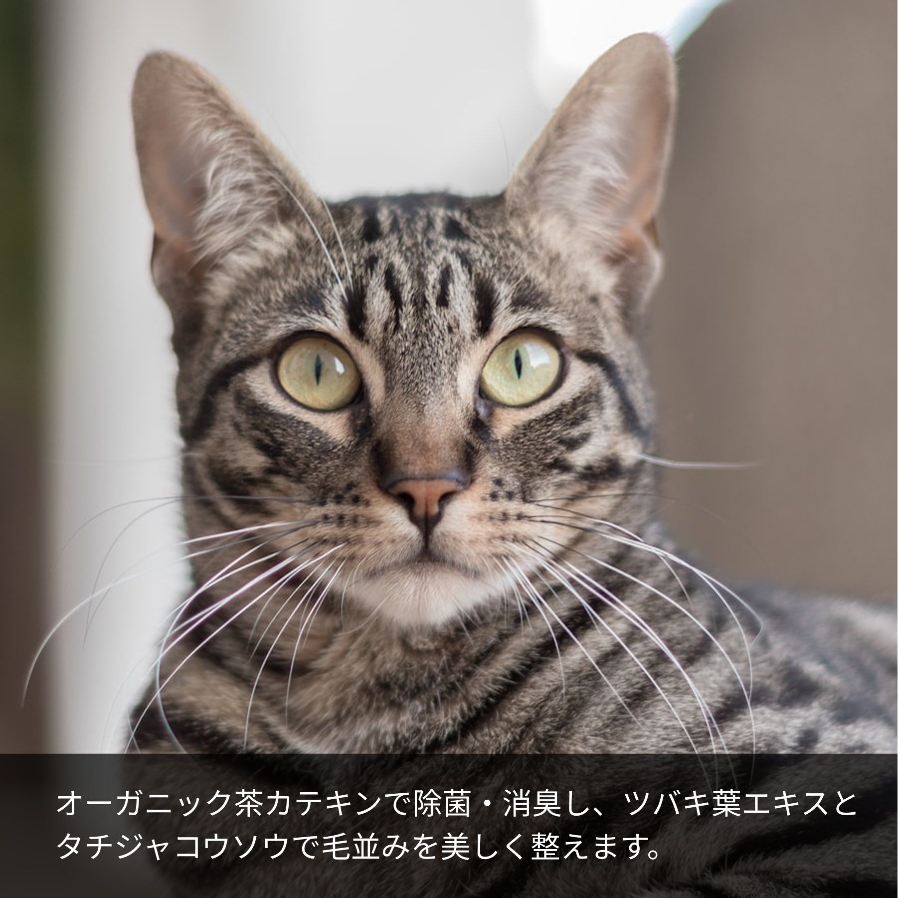 オーガニック茶カテキンで除菌・消臭し、ツバキ葉エキスとタチジャコウソウで毛並みを美しく整えます。