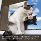 舐めても安全です。濡れることを嫌がる猫ちゃんには手に吹きかけてやさしく撫でながらブラッシングしてください。