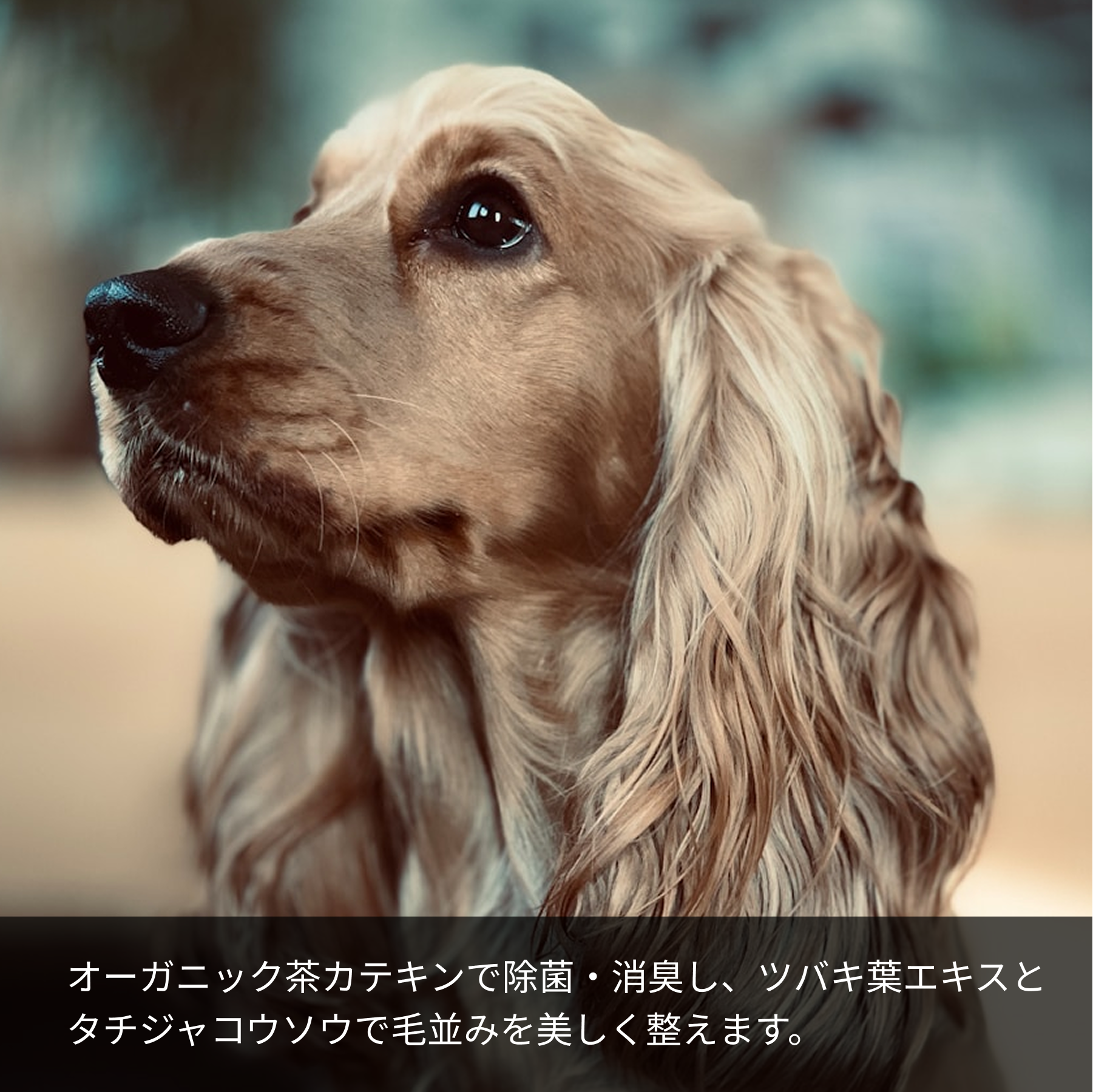 オーガニック茶カテキンで除菌・消臭し、ツバキ葉エキスとタチジャコウソウで毛並みを美しく整えます。