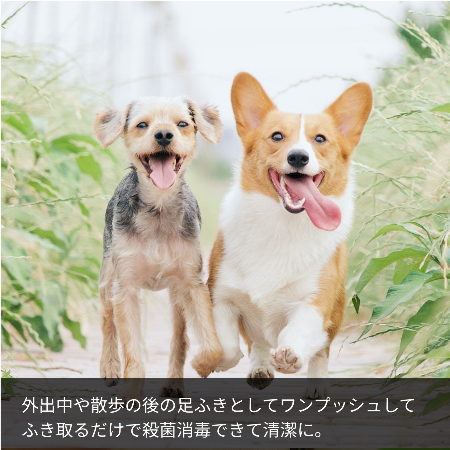 【犬用】ハーブソープ 150ml