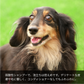 【犬猫ペット用】アミノ酸系弱酸性シャンプー（肌が弱い子向け） 150ml